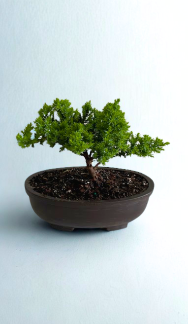 3 Years Old Juniper Bonsai in Plastic Pot
