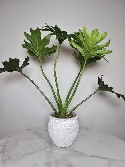 Philodendron Selloum In Vintage Pot