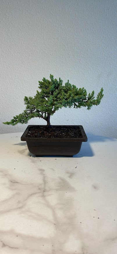 3 Years Old Juniper Bonsai in Plastic Pot