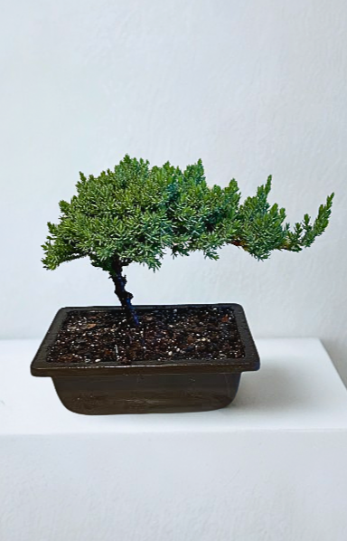 3 Years Old Juniper Bonsai in Plastic Pot